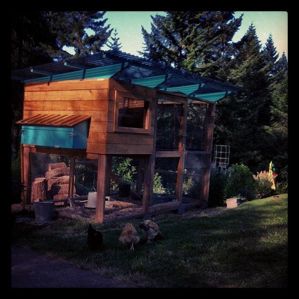 Our version of the "Garden Coop" plan. It was built over Spring/Summer 2013. Still need to paint the inside of the coop,  add some more perches in the run, and landscape around the perimeter. The siding is cedar fencing. Window is plexi-glass.