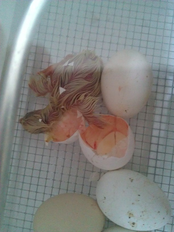 Our very first chick to hatch. Crested Polish chick