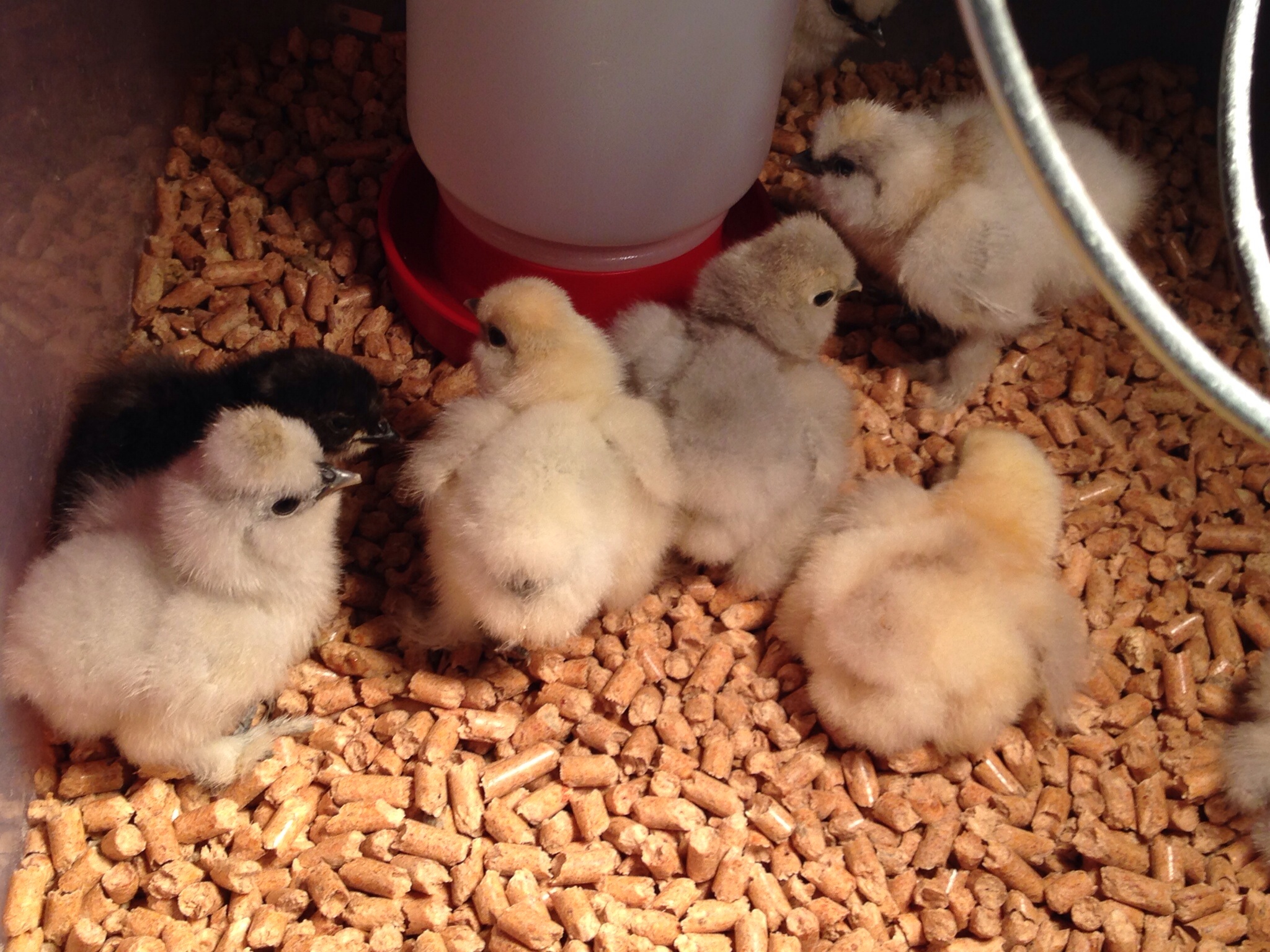 Our very first chicken hatch! 6 silkies & 3 Bantam Cochins