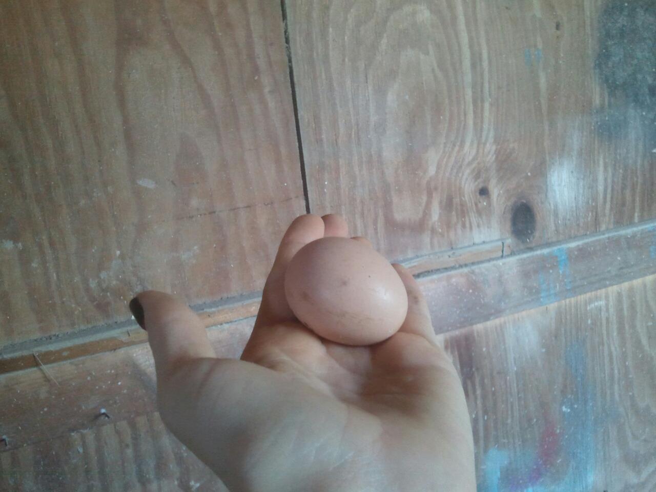 Our very first EGG !!!!!!! Boy i about passed out wasnt expecting this !!