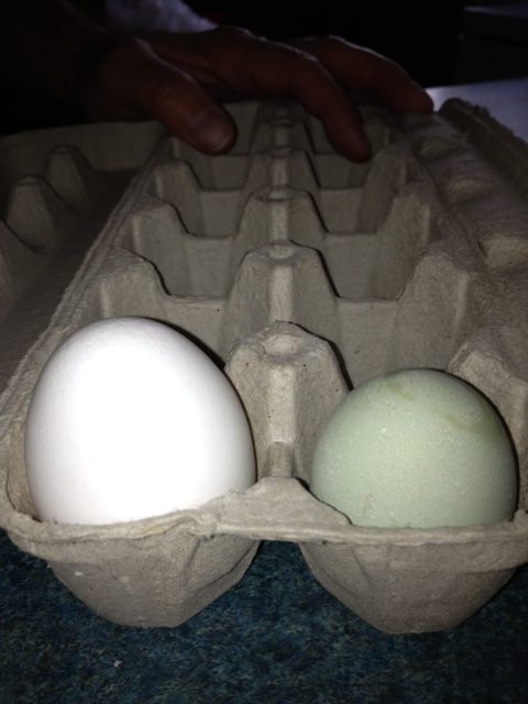 Our very first egg.  Green & small from our EE Marmalade.