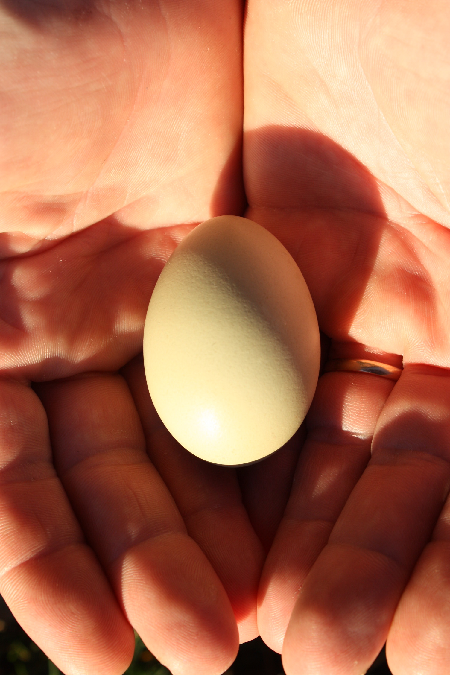 Our very first egg, New Year's Day, 2011.