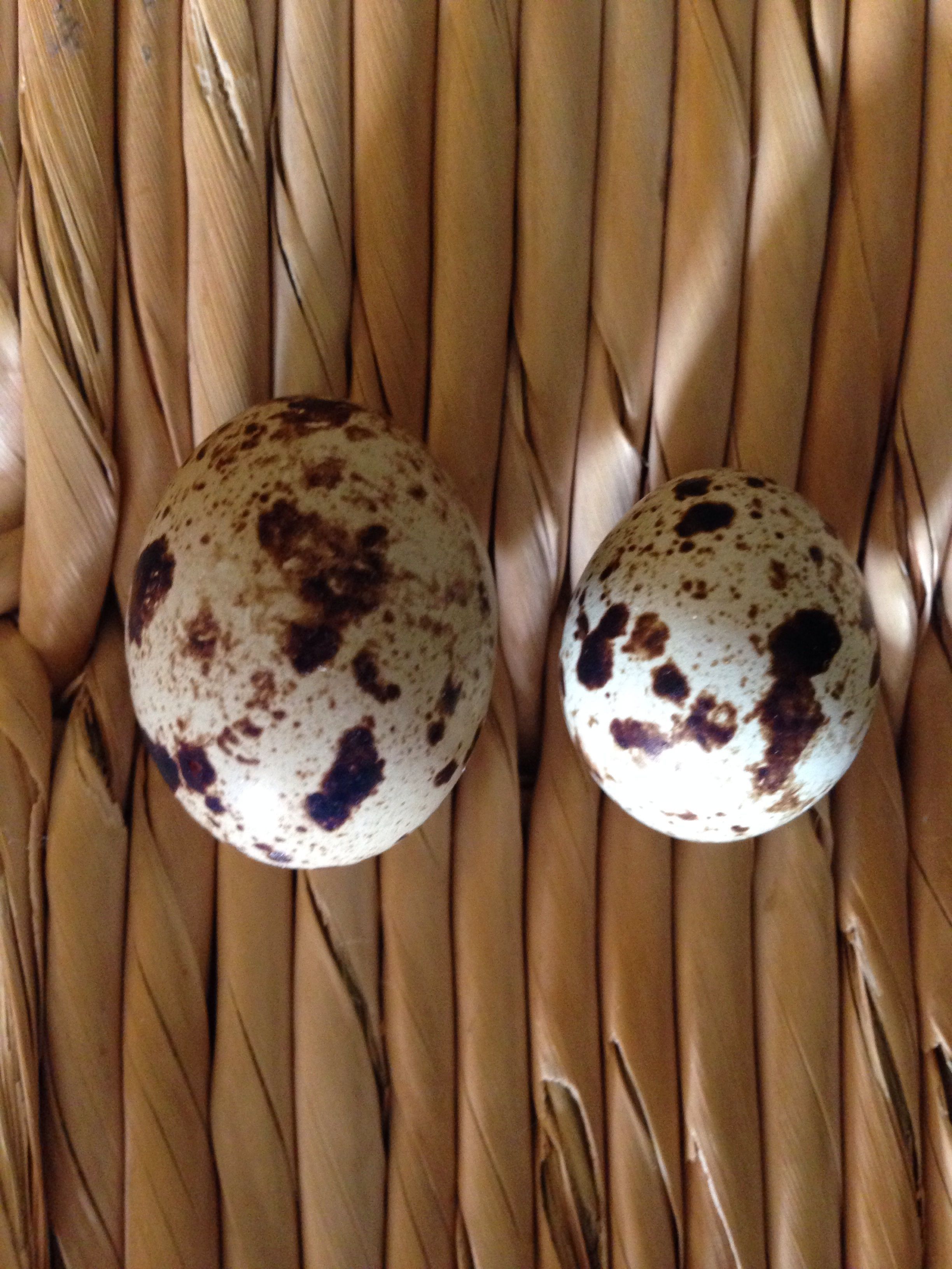 Our very first eggs --from Coturnix (smaller) & from Texas A&M
