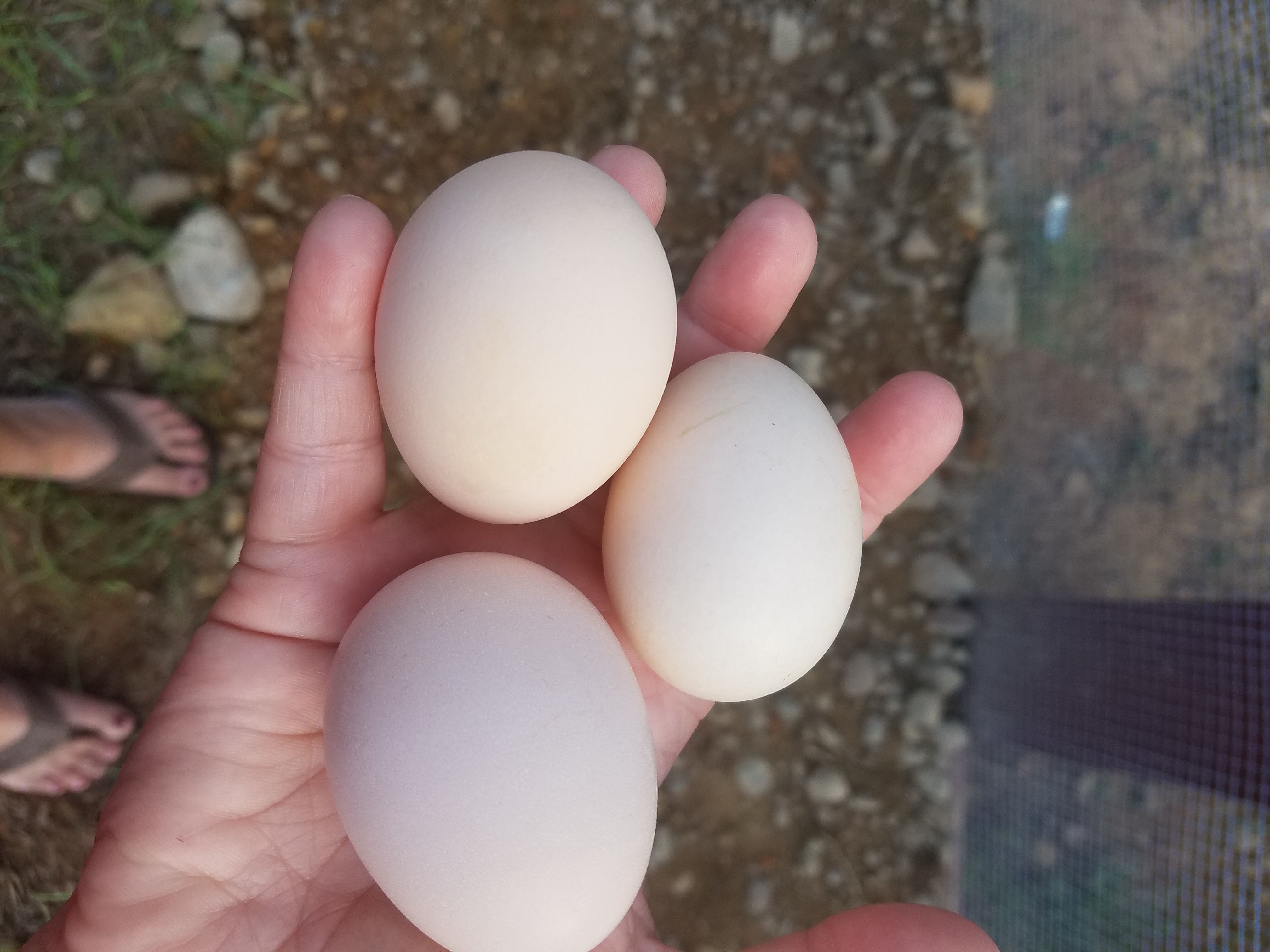 Our very first eggs!