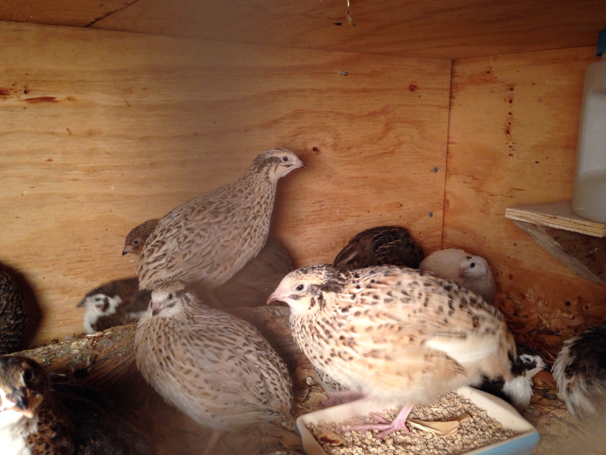 Our very first quails. Got them when they were a couple of days old now 4 1/2  weeks.