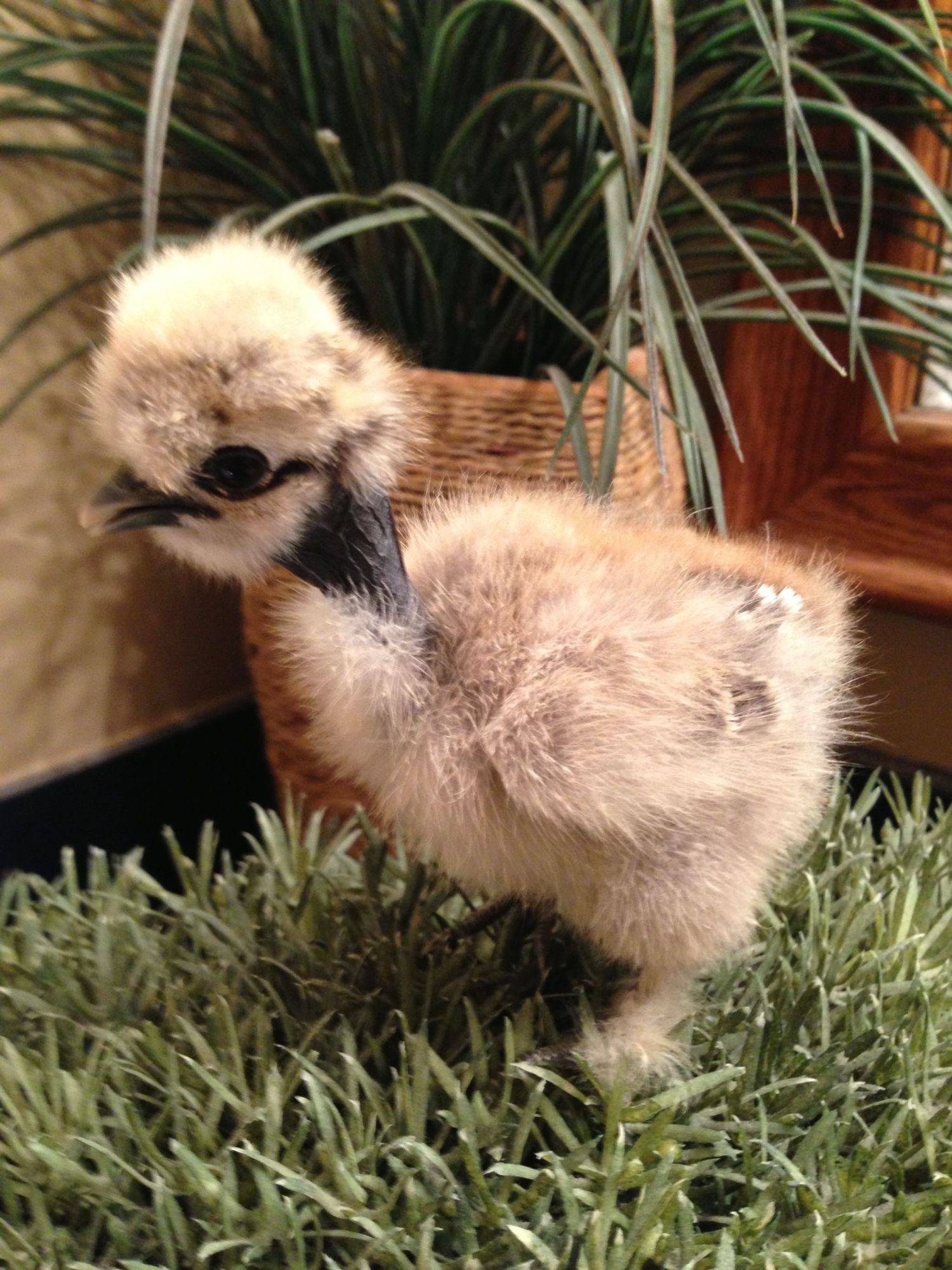 our very first show girl (partridge)