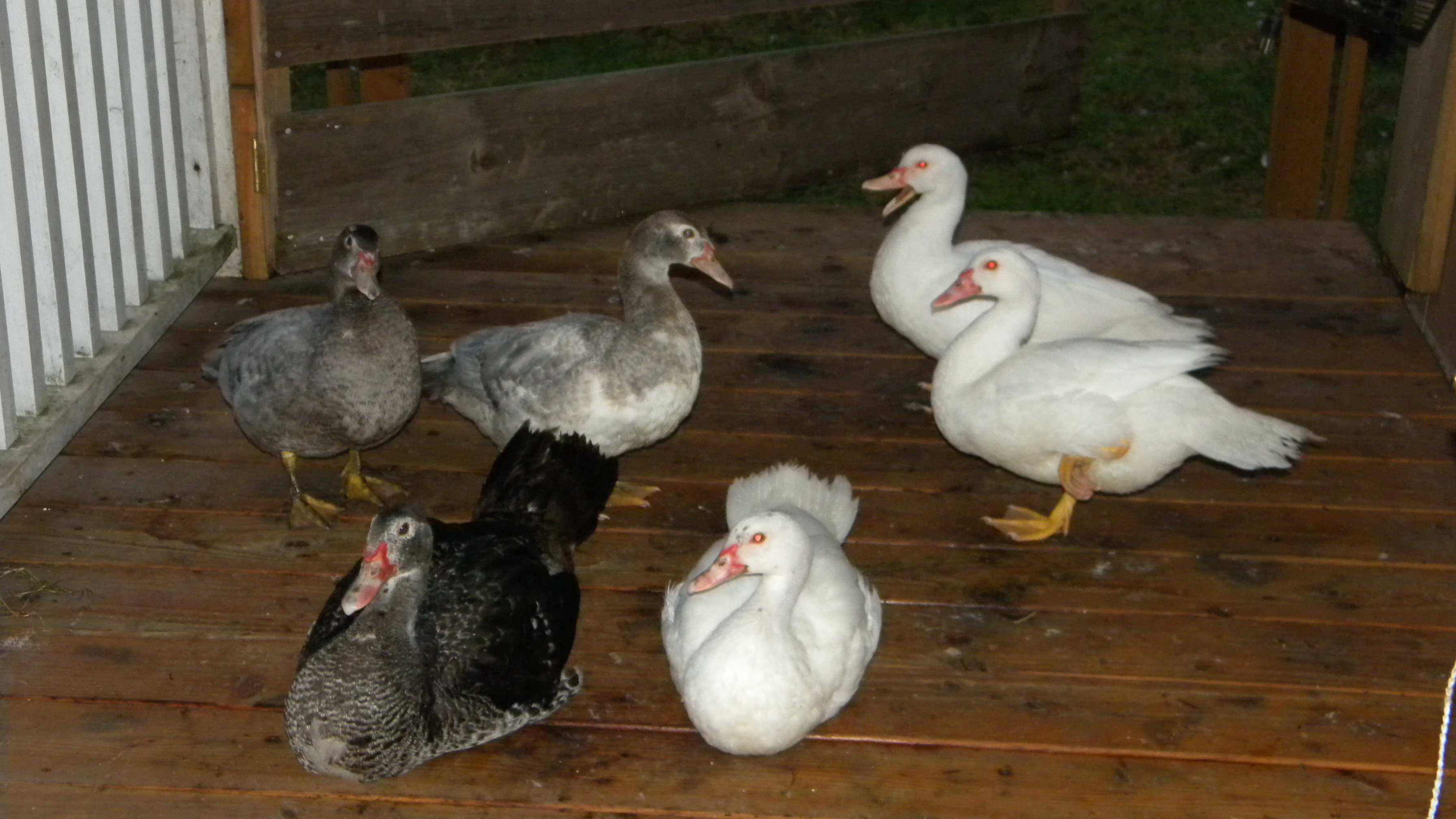 our very young muscovy group...i actually wont be raising ducks anymore but we are keeping this group.