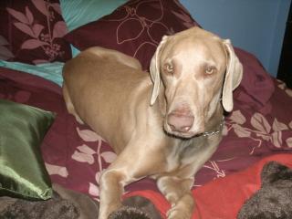 Our weim, Hunter.