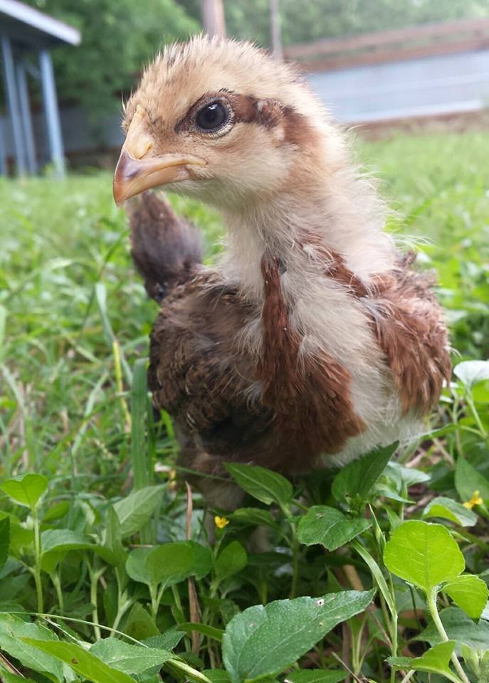 Our welsummer at a couple weeks now.