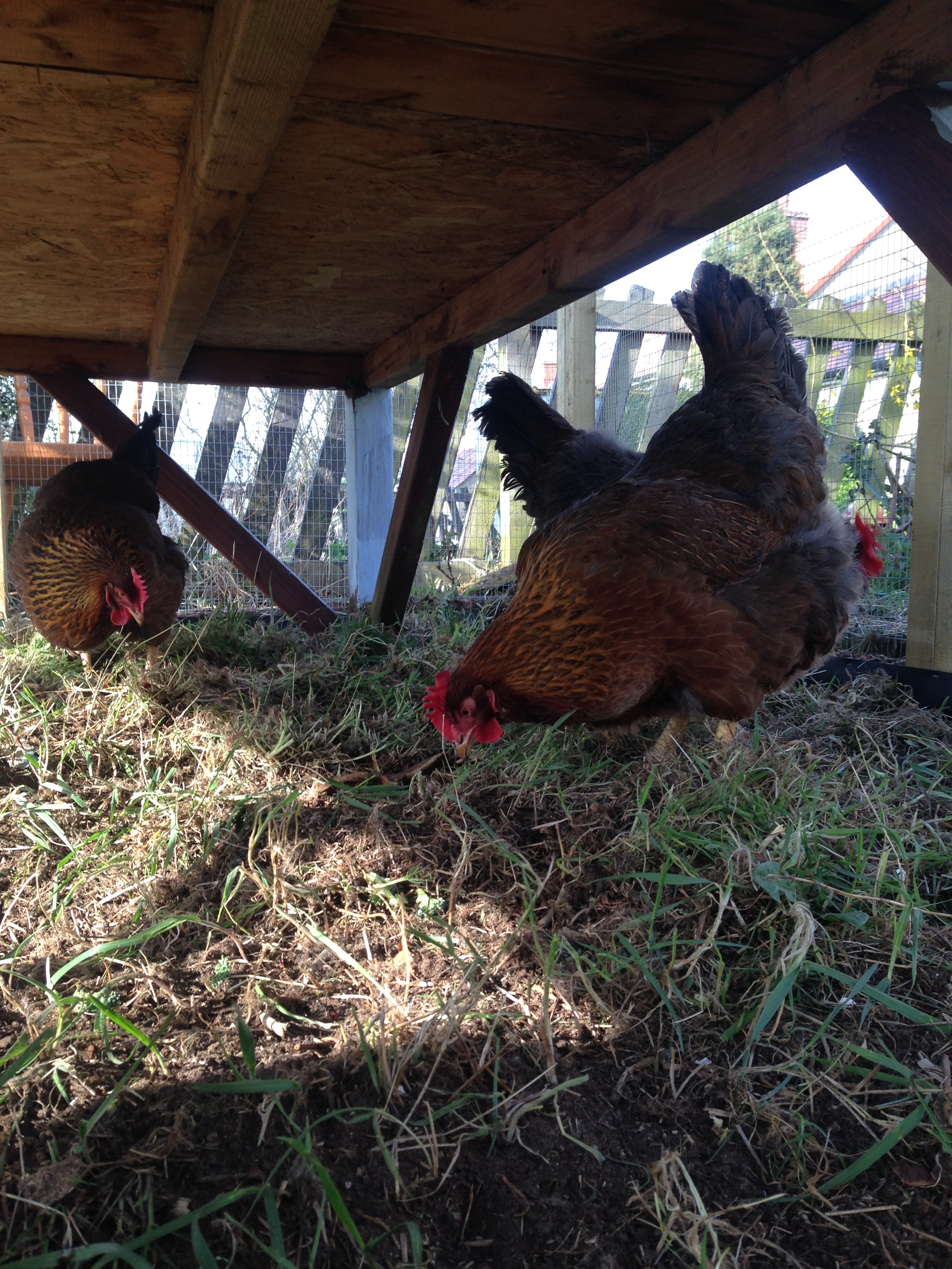 Our Welsummer Hens