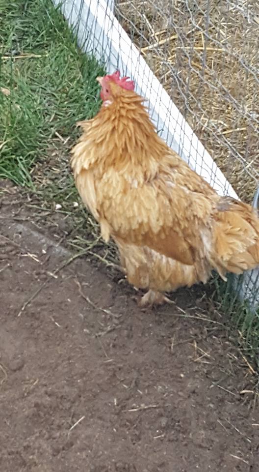 Our wet Maybelle