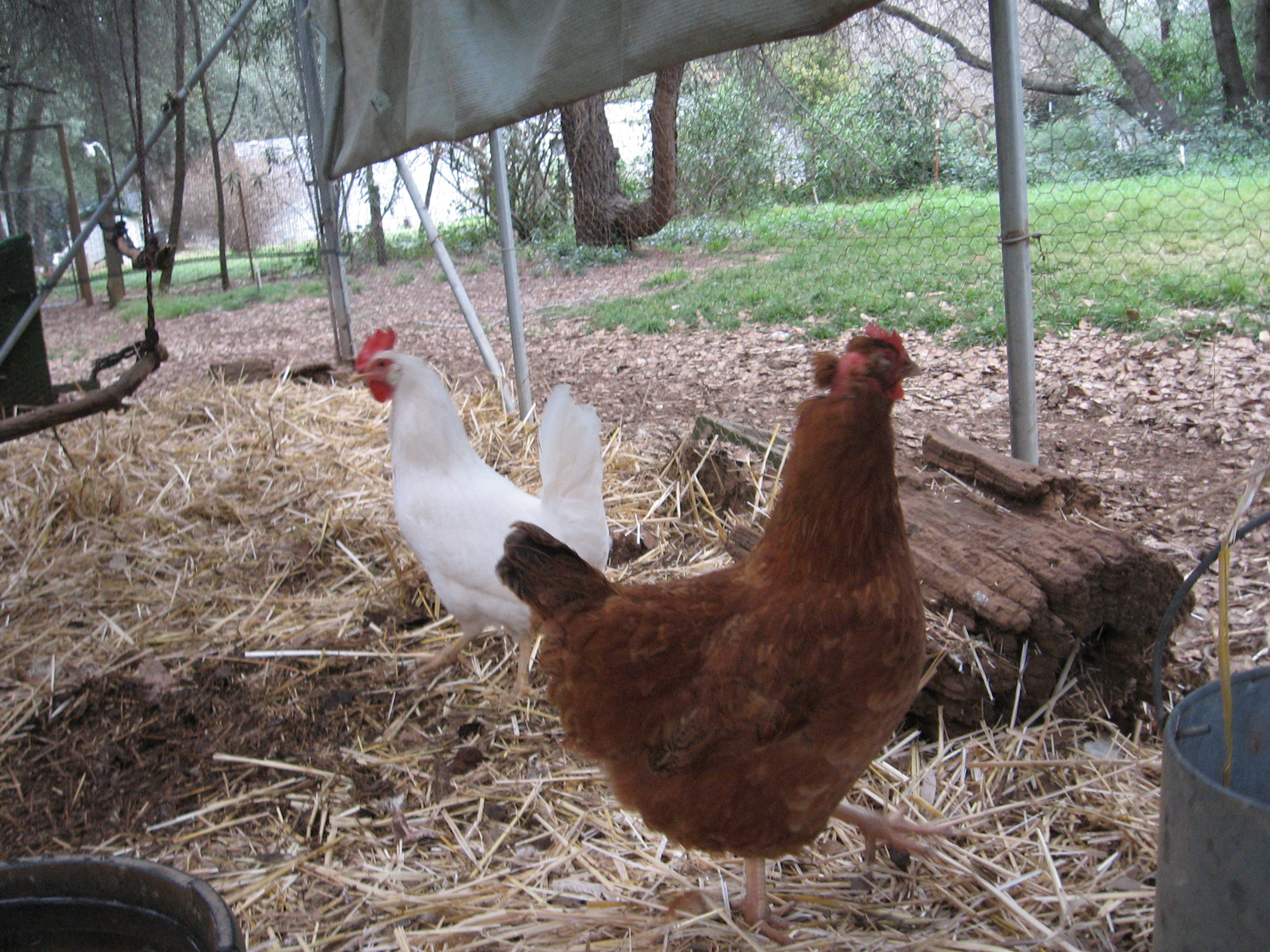 Our white leghorn also known as psycho bird, and her friend a sexlink.  The other hens are determined to kill these two.  :(  so I need to keep them in a differend pen.