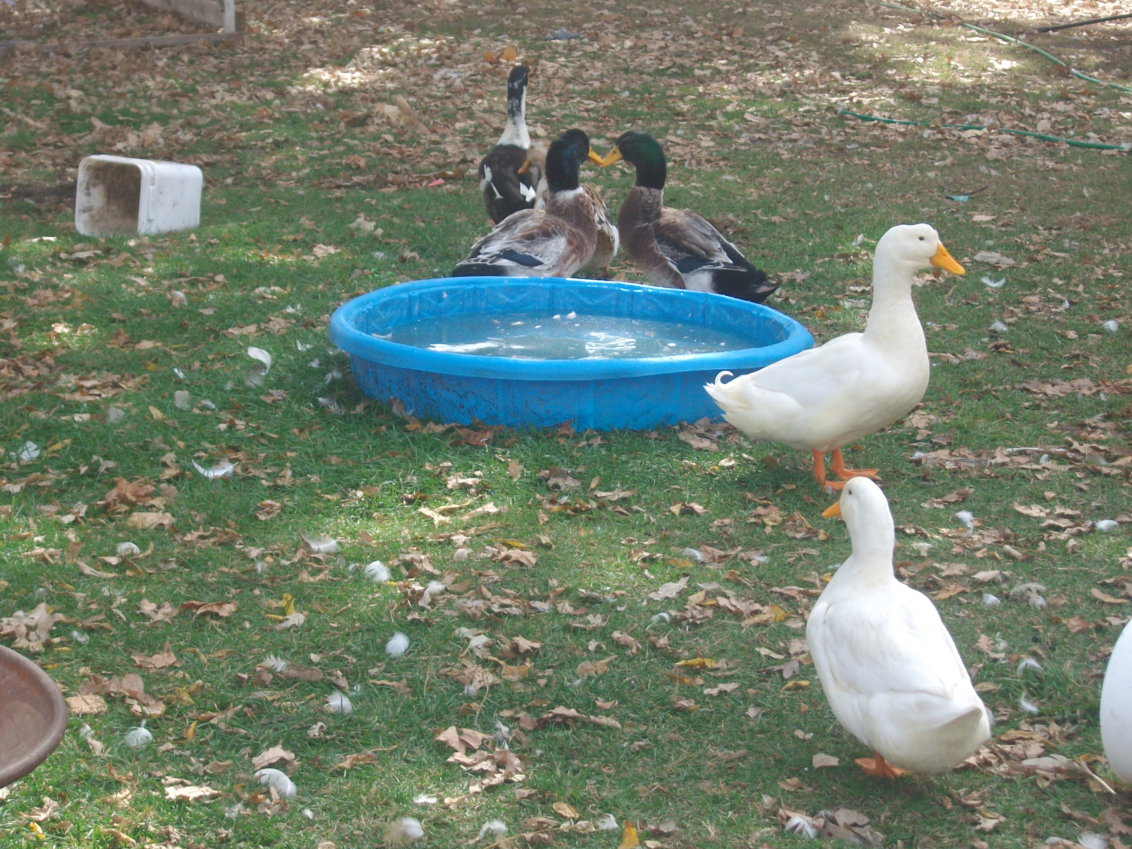 Our white peking and our apple yard ducks