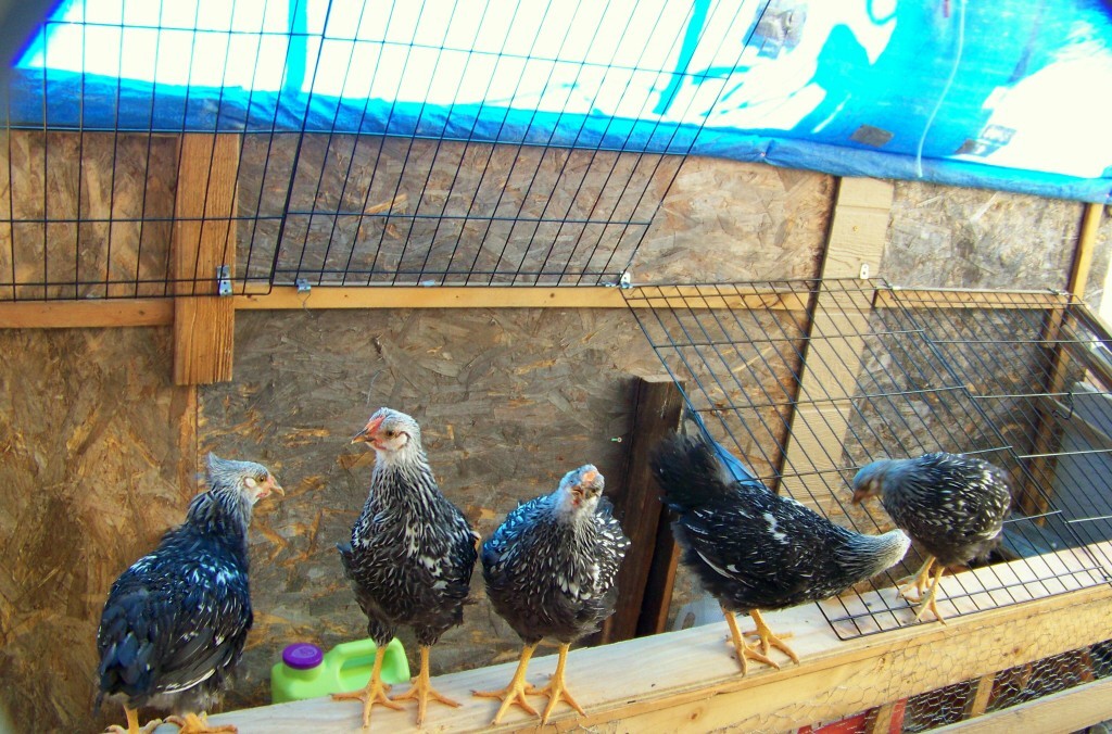 OUR  whyandotts 7.5 weeks old, all   happy  peeps