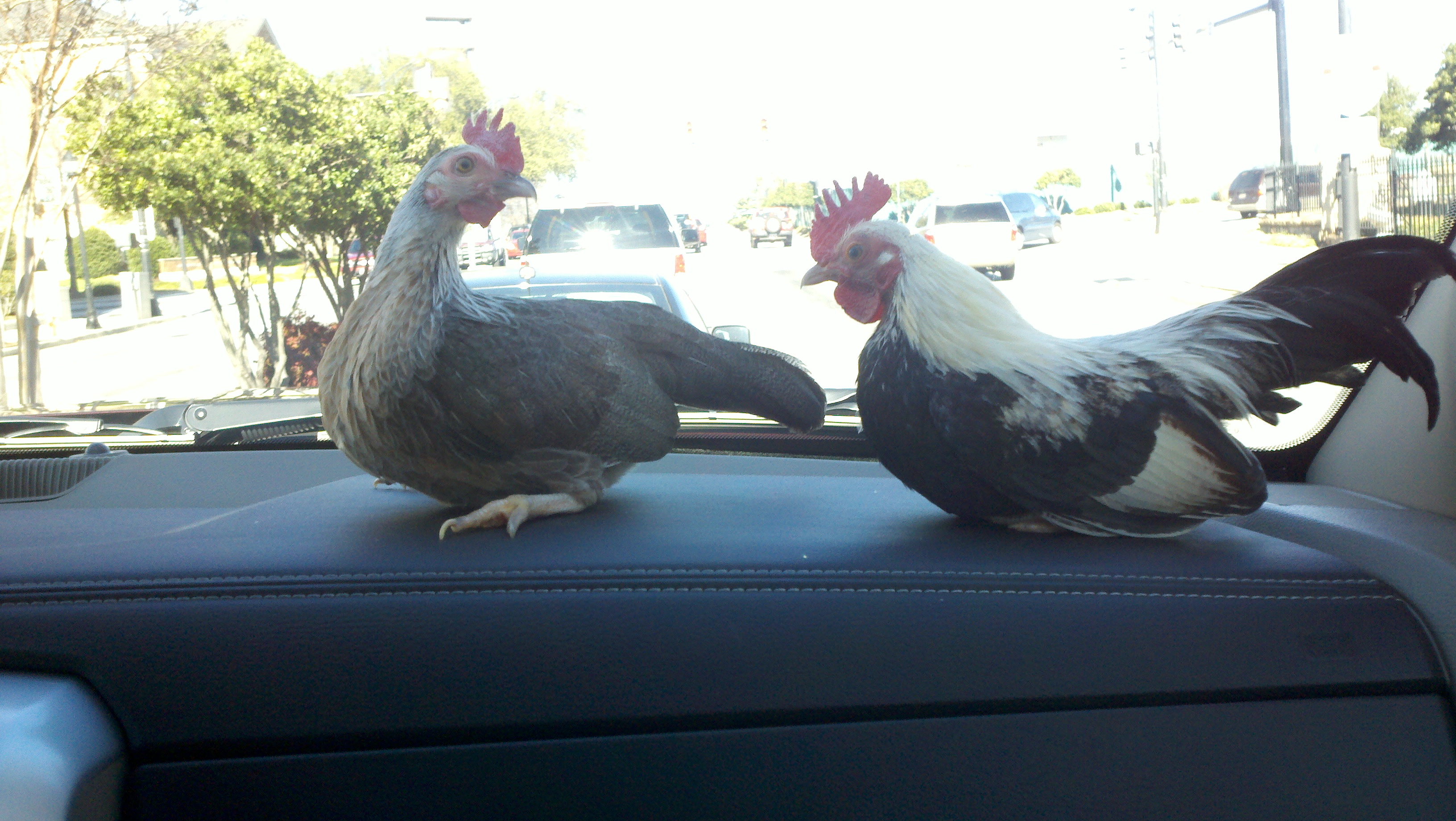 Out for a ride!!! Too funny driving through downtown Greenville! New additions Cassanova and Sassafras/ Silver Duckwing Bantams...they fit right in with our crazy little crew!