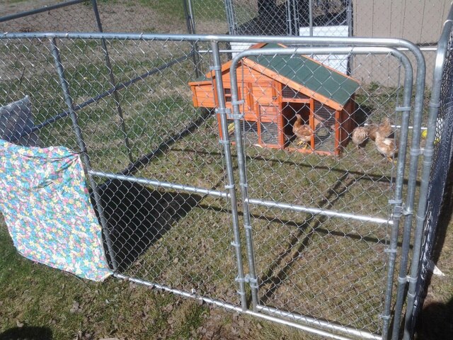 *
Out grew their run, so my husband got me this 10 x 10 x 6 kennel to keep them from predators, on Mother's day.