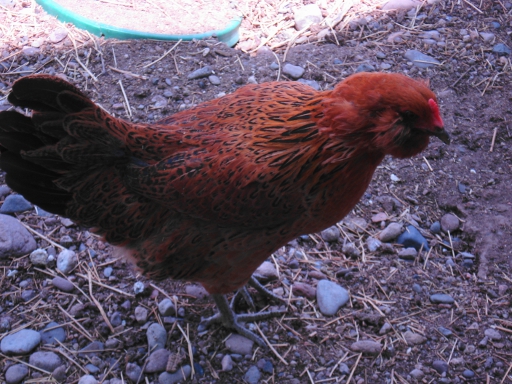 Out in her pen...