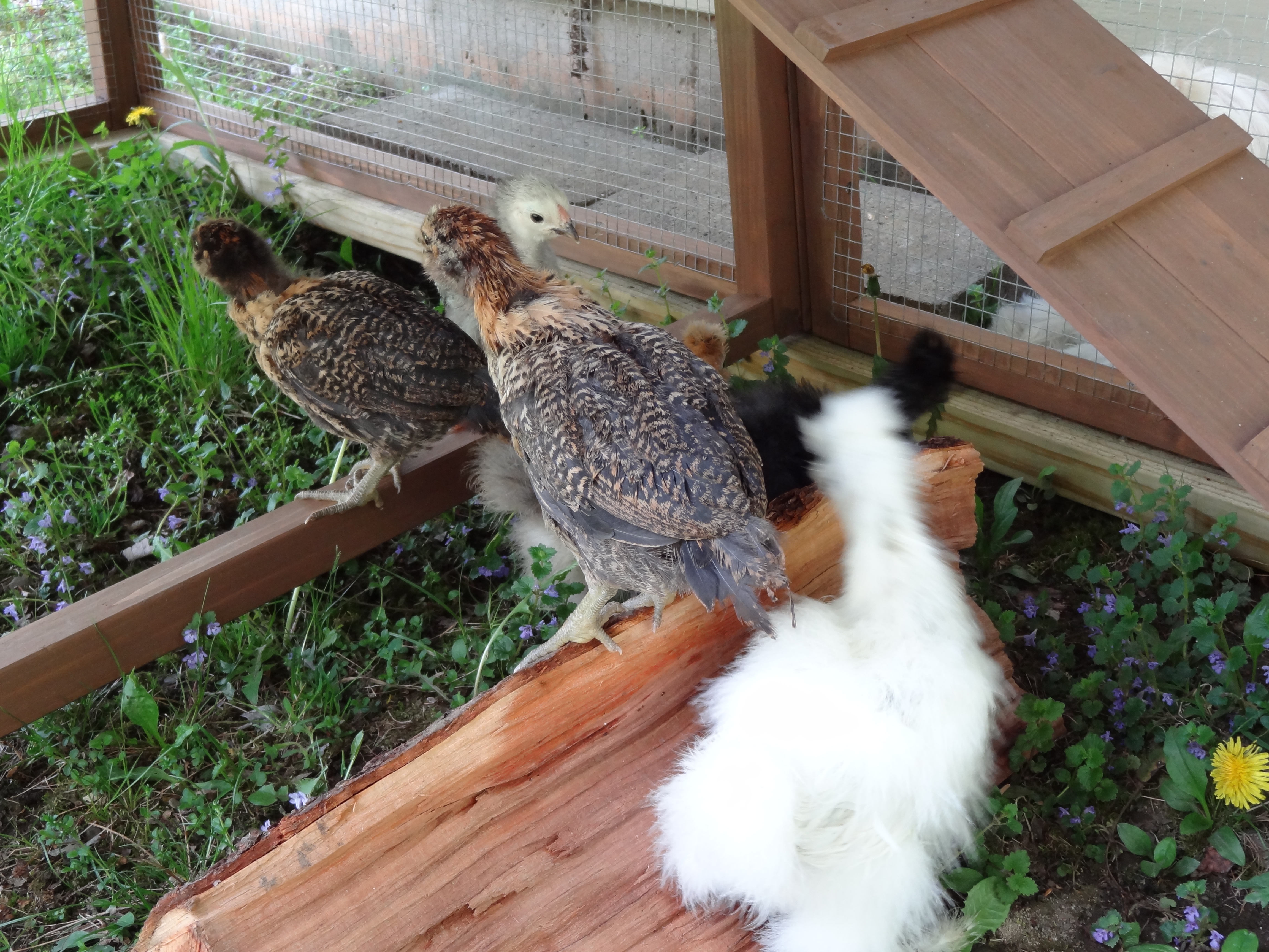 Out in the Coop.....hmmm whats this green stuff????