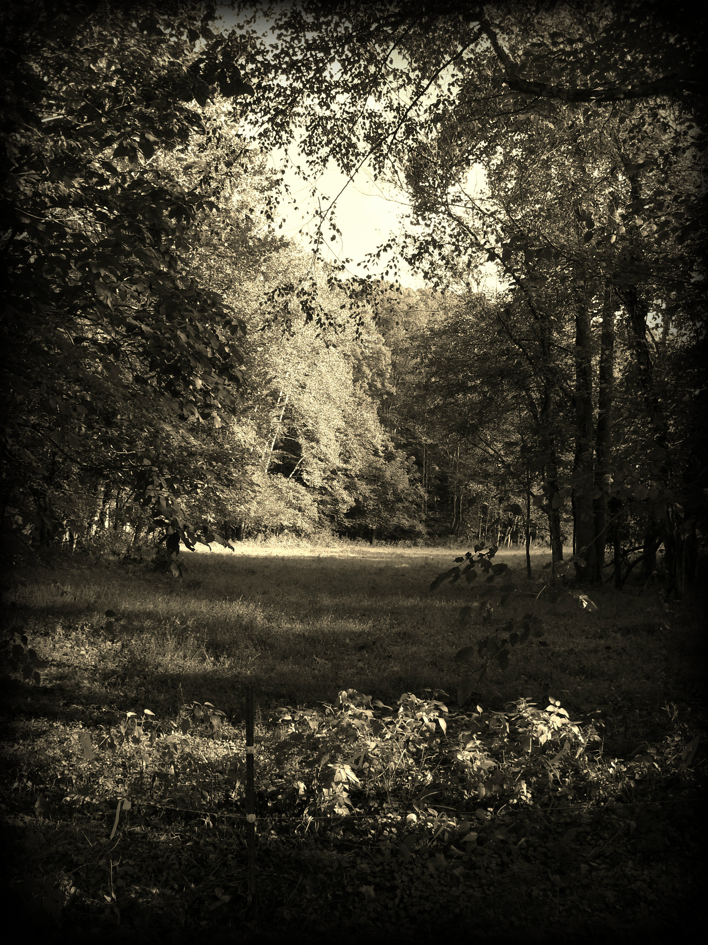 Out in the horses field