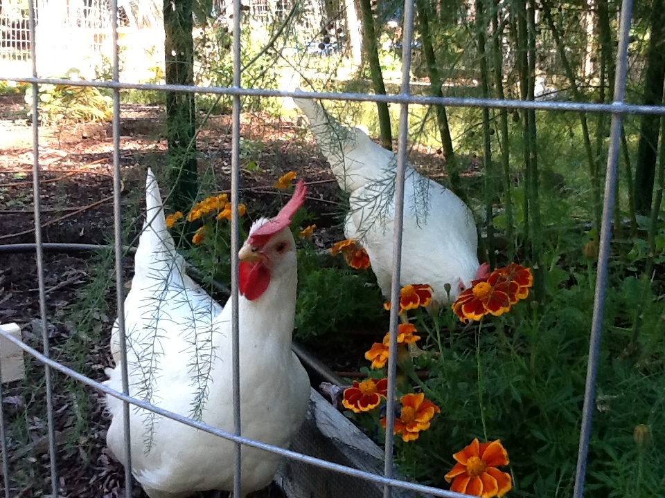 Out in the "portable paddock" around the veggie garden. Summer 2013.