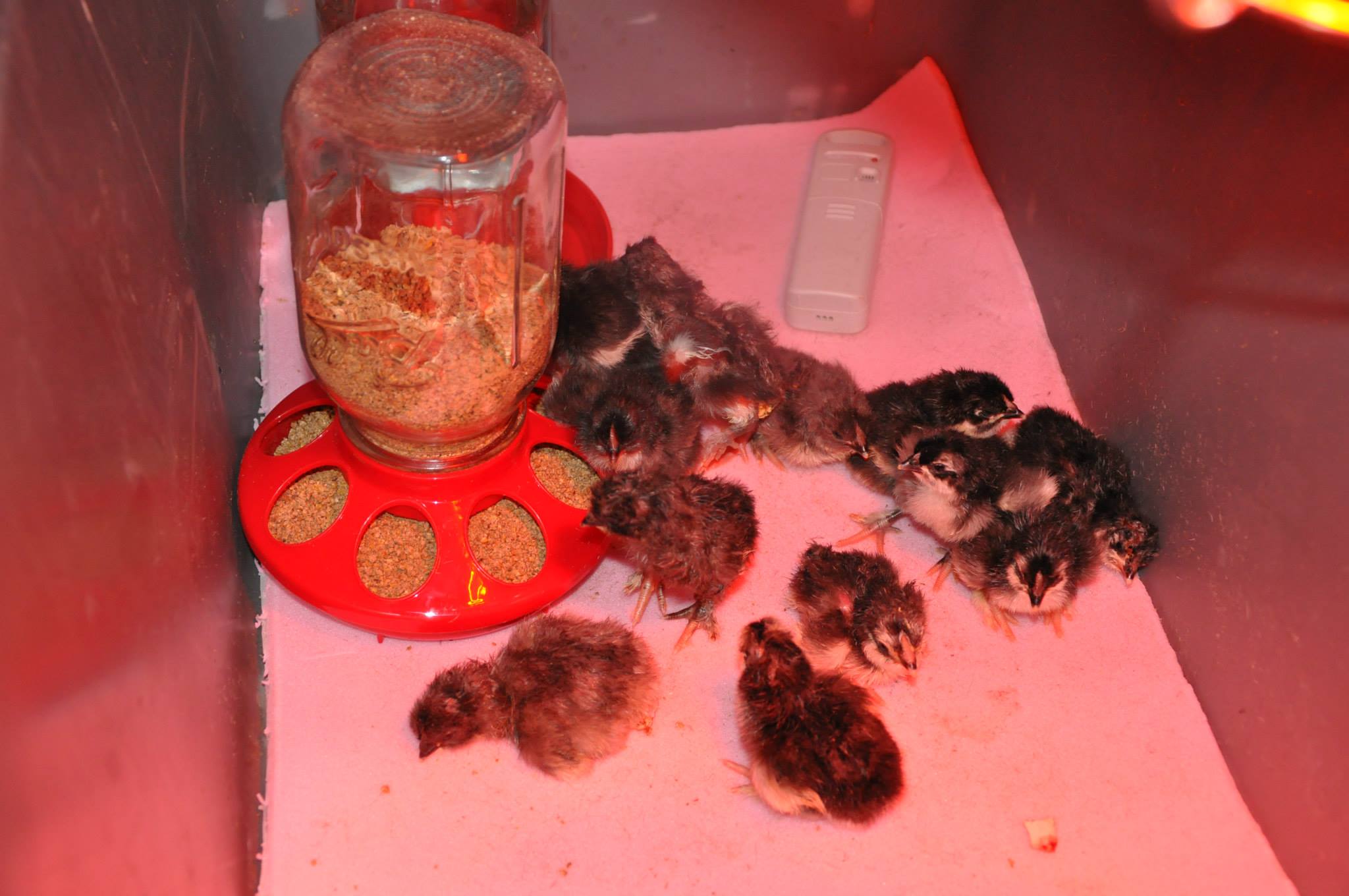 Out of 16 eggs I have 13 health chicks