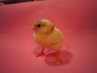 Out of a green egg