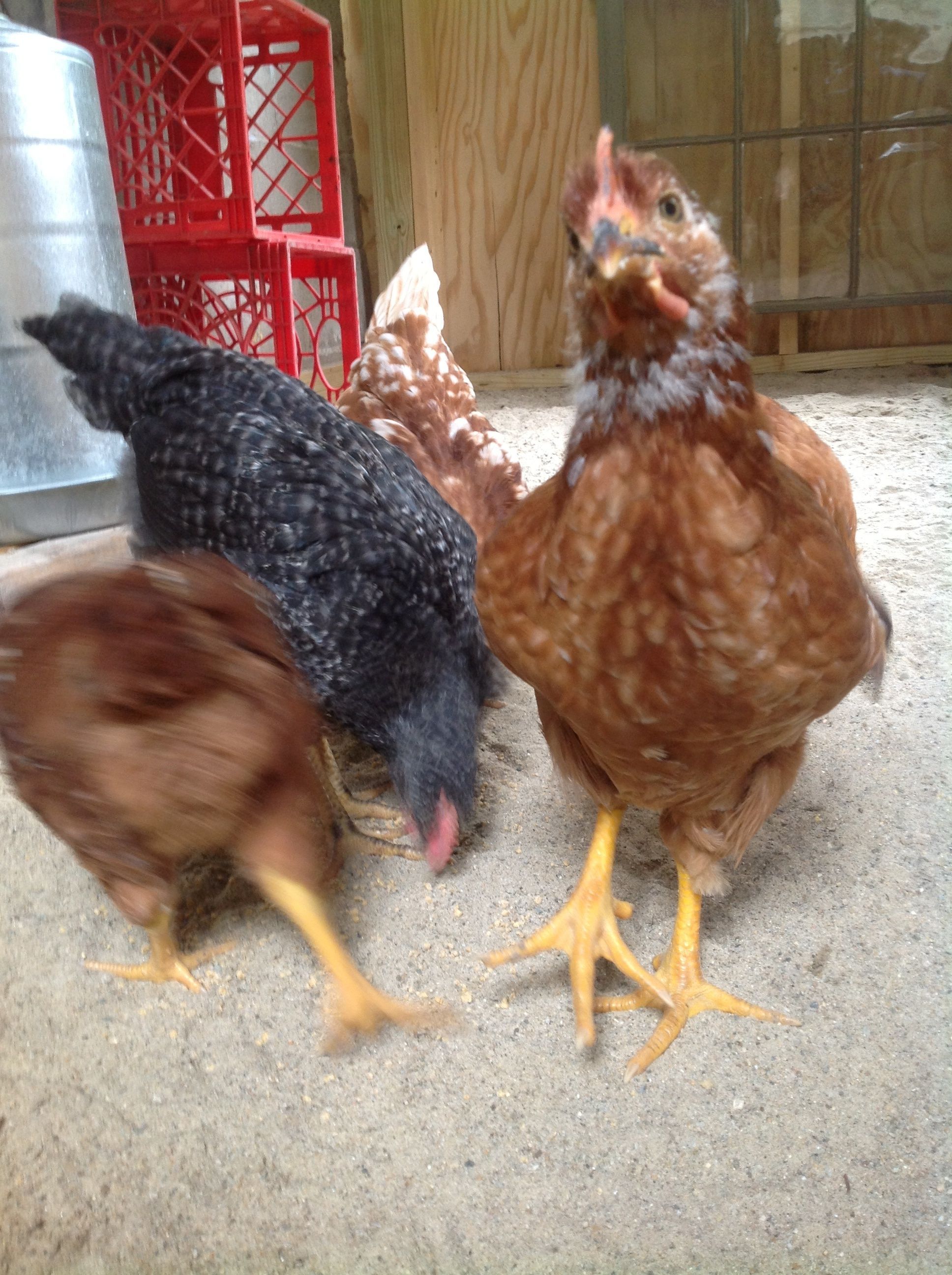 Out of brooder week 6