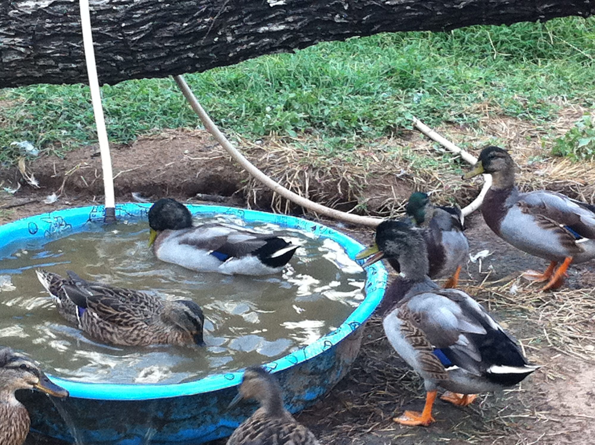 out of the seven ducks, we have 4 boys! I'm sorry ladies:(