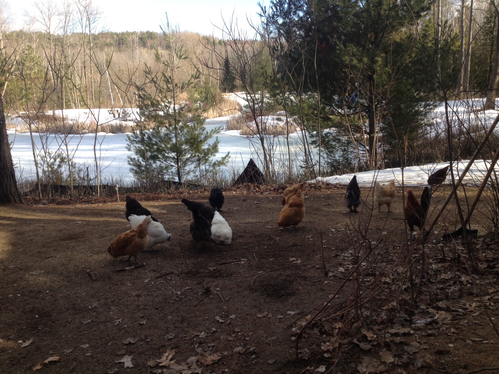 Out scratching after snow has finally melted