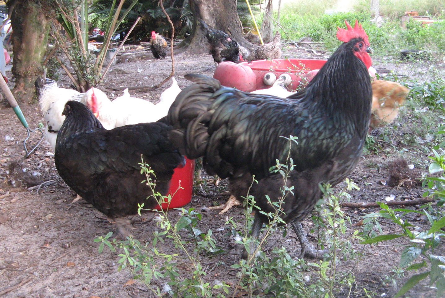 Outback and 1 of the pullets at 6 months