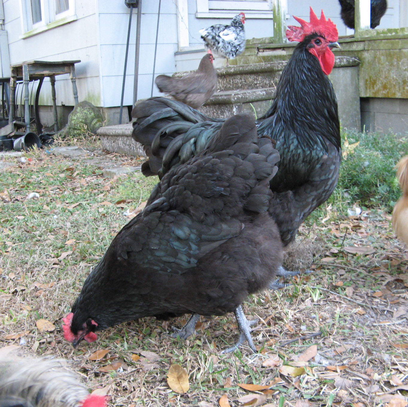 Outback keeping an eye on his girls.