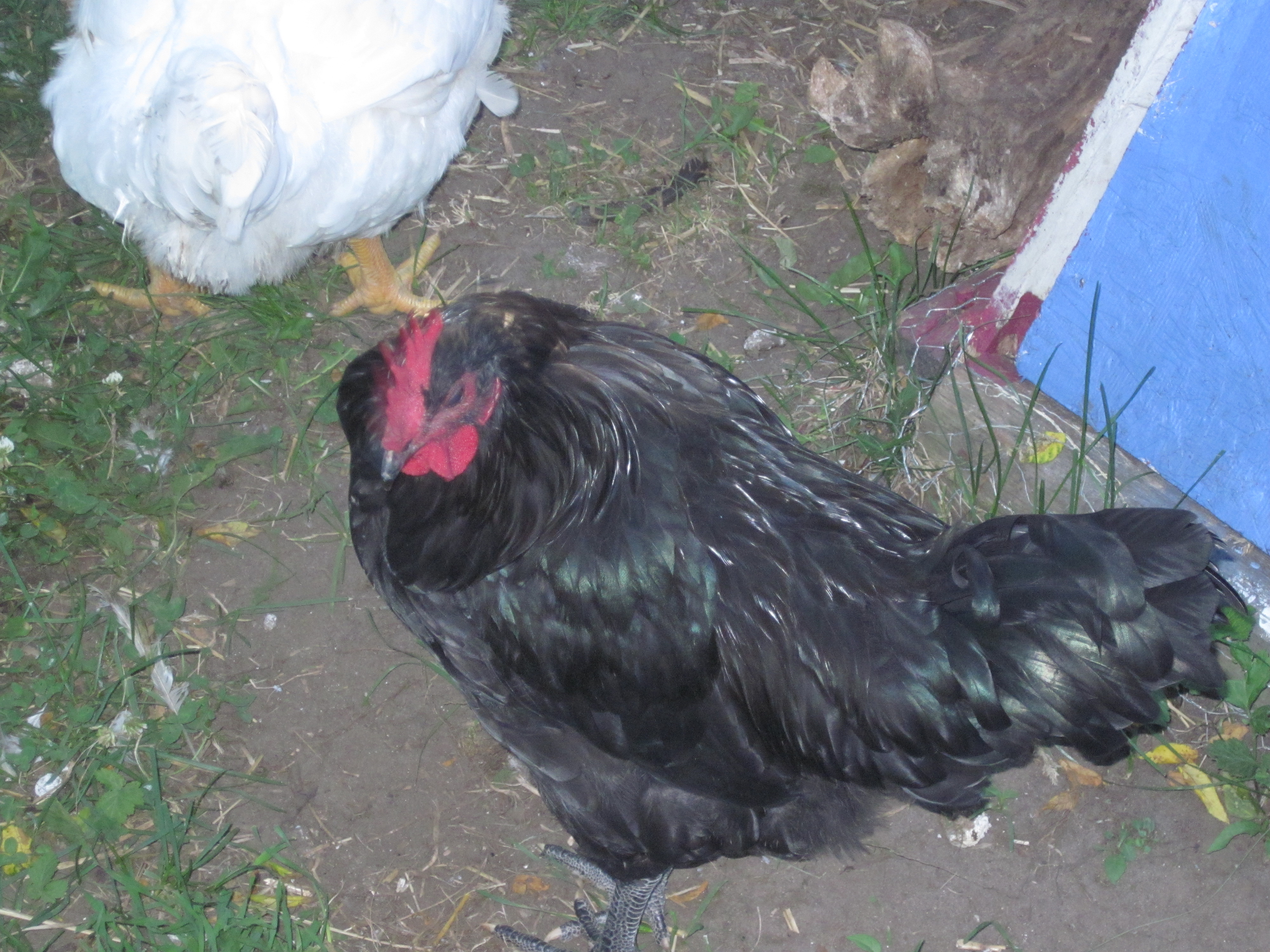 OutCast - the Pullet that turned out to be a Roo