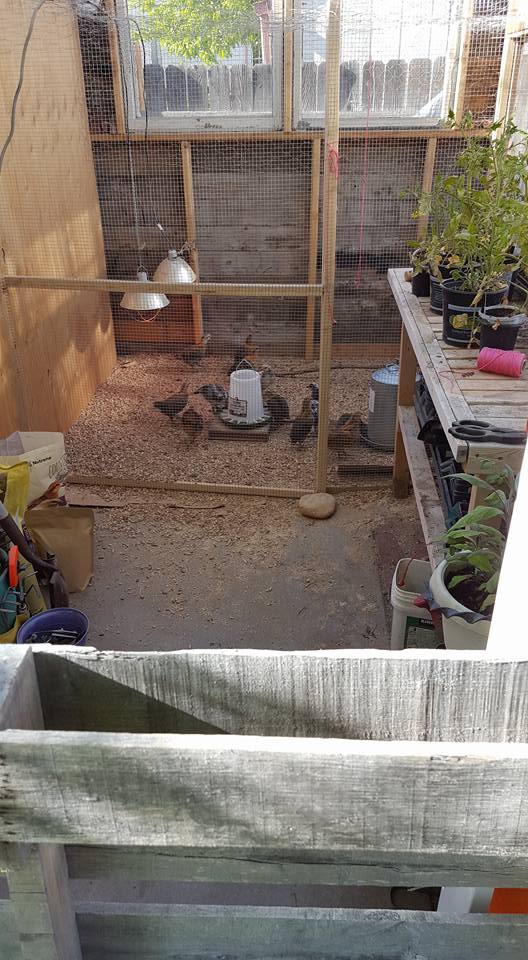Outdoor brooder in our greenhouse