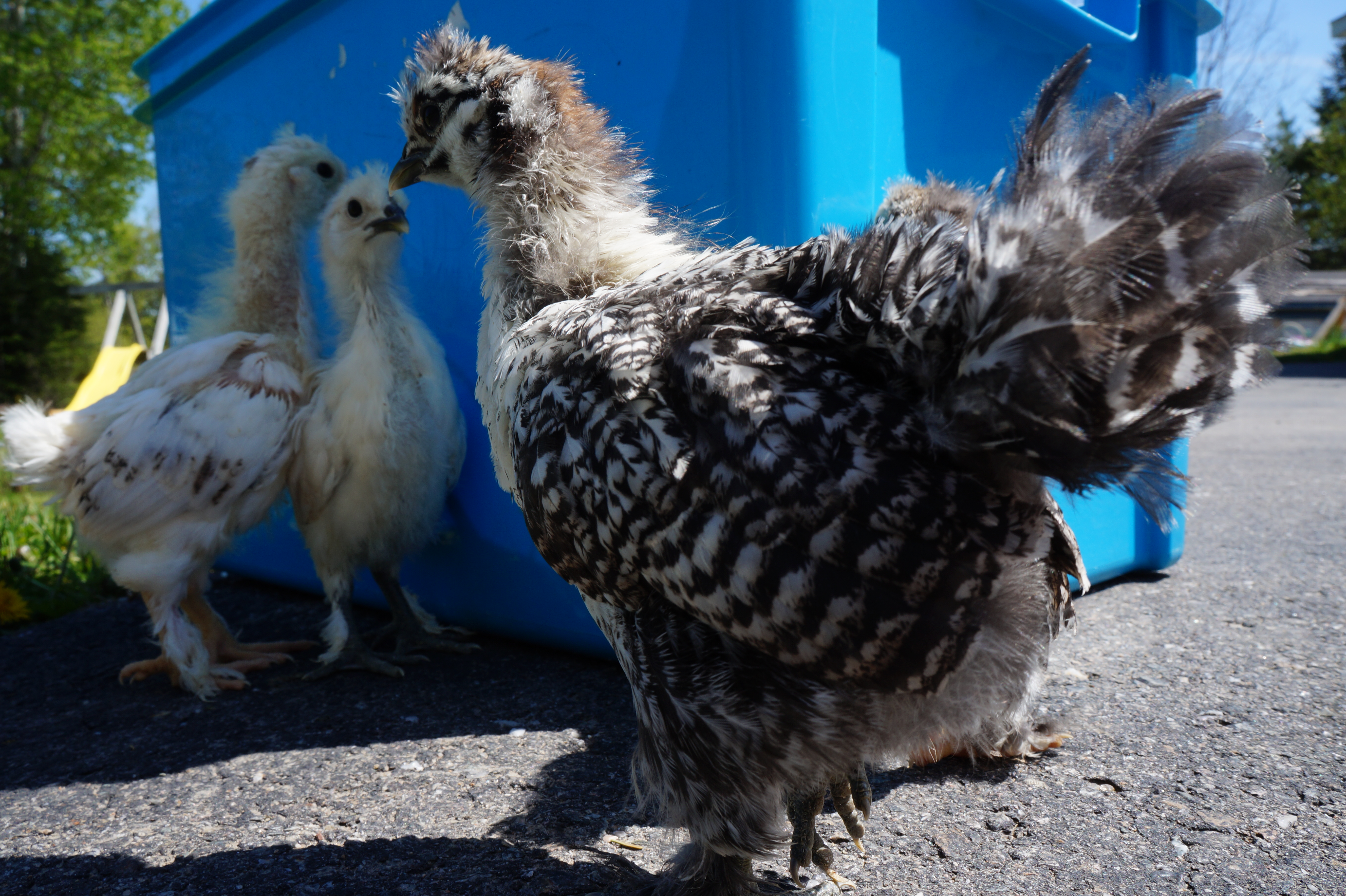 Outside for the first time in 4 weeks. Rhode island and Silkie mix chicks.