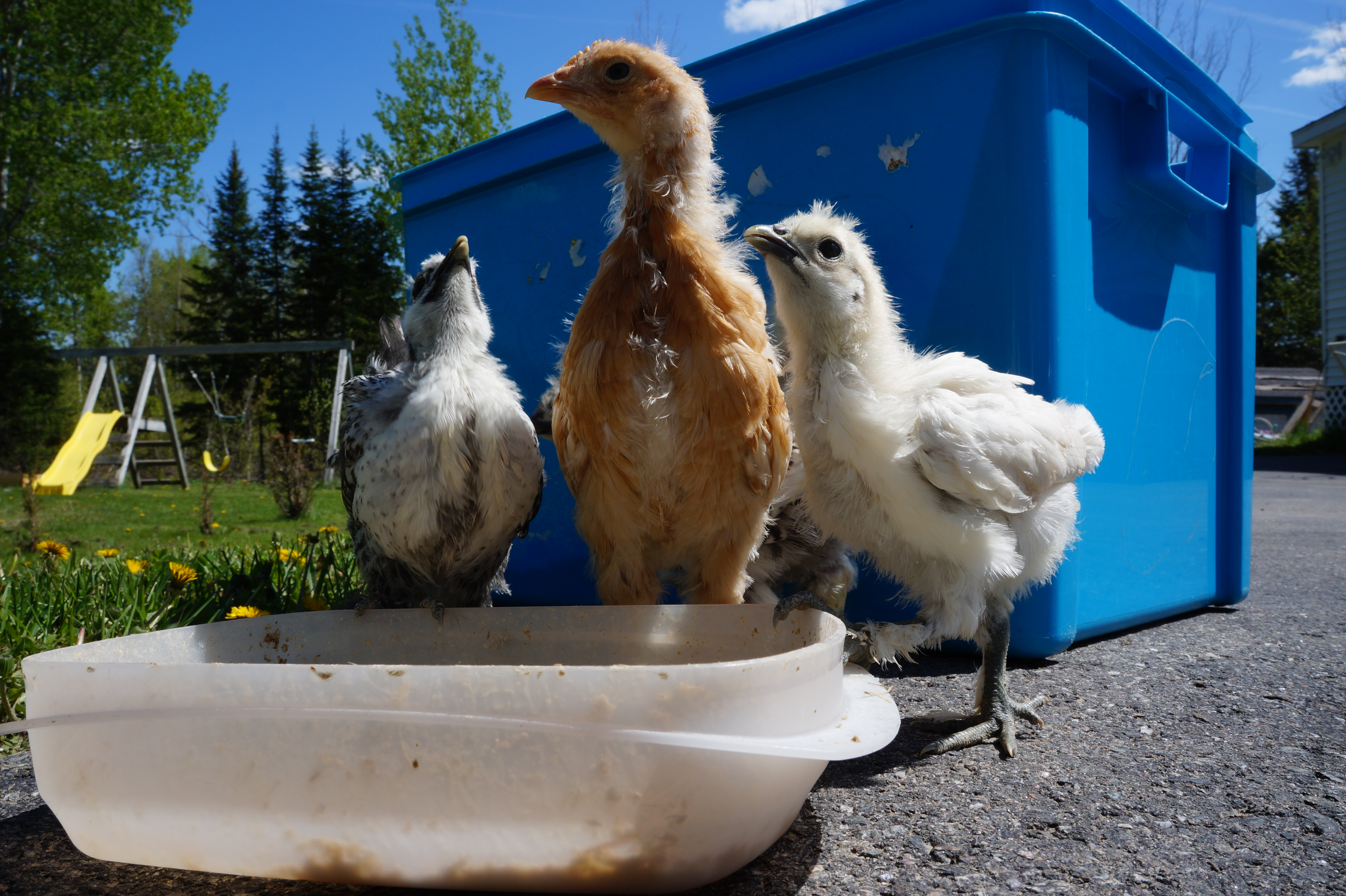 Outside for the first time in 4 weeks. Rhode island and Silkie mix chicks.