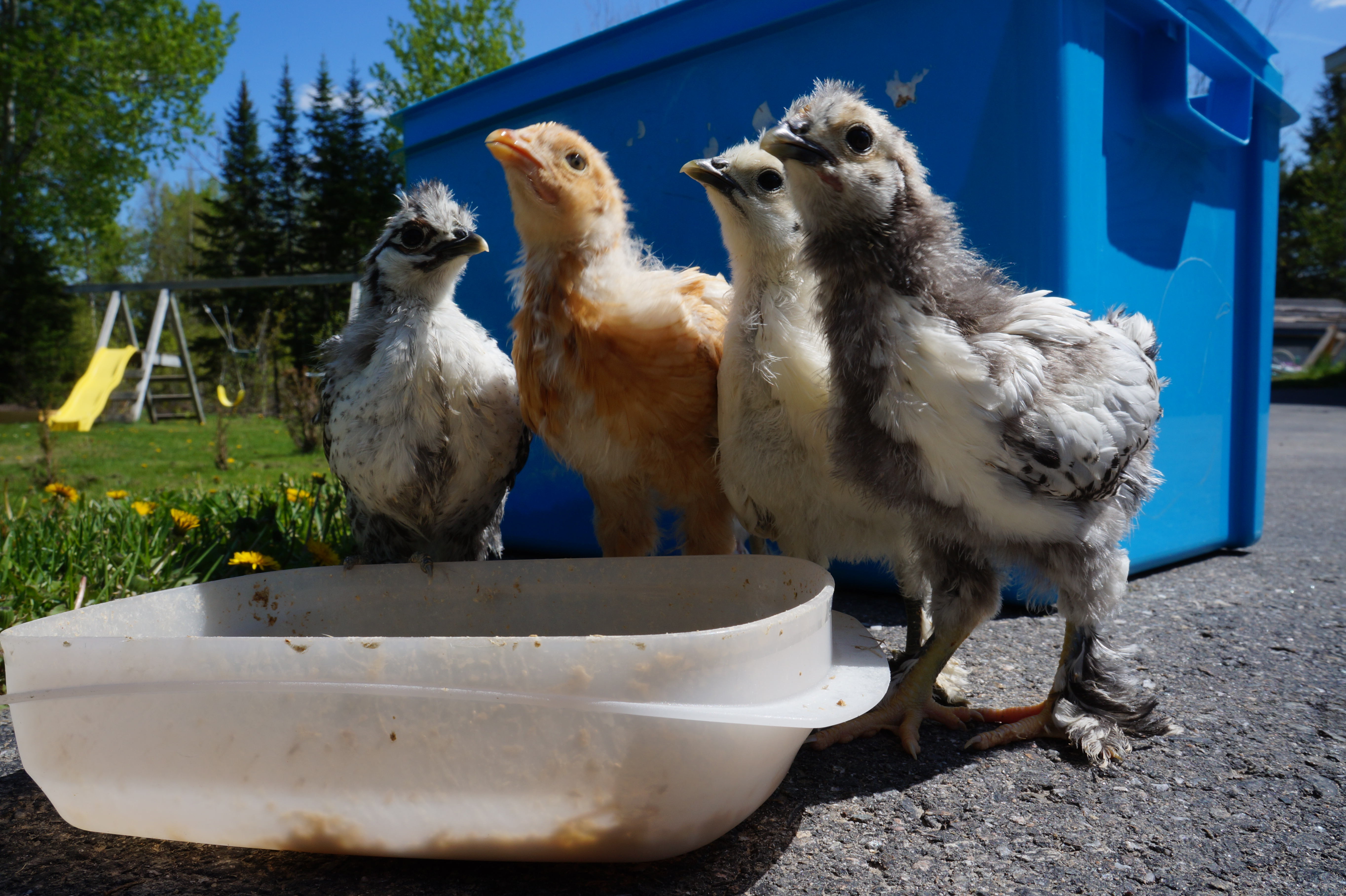 Outside for the first time in 4 weeks. Rhode island and Silkie mix chicks.