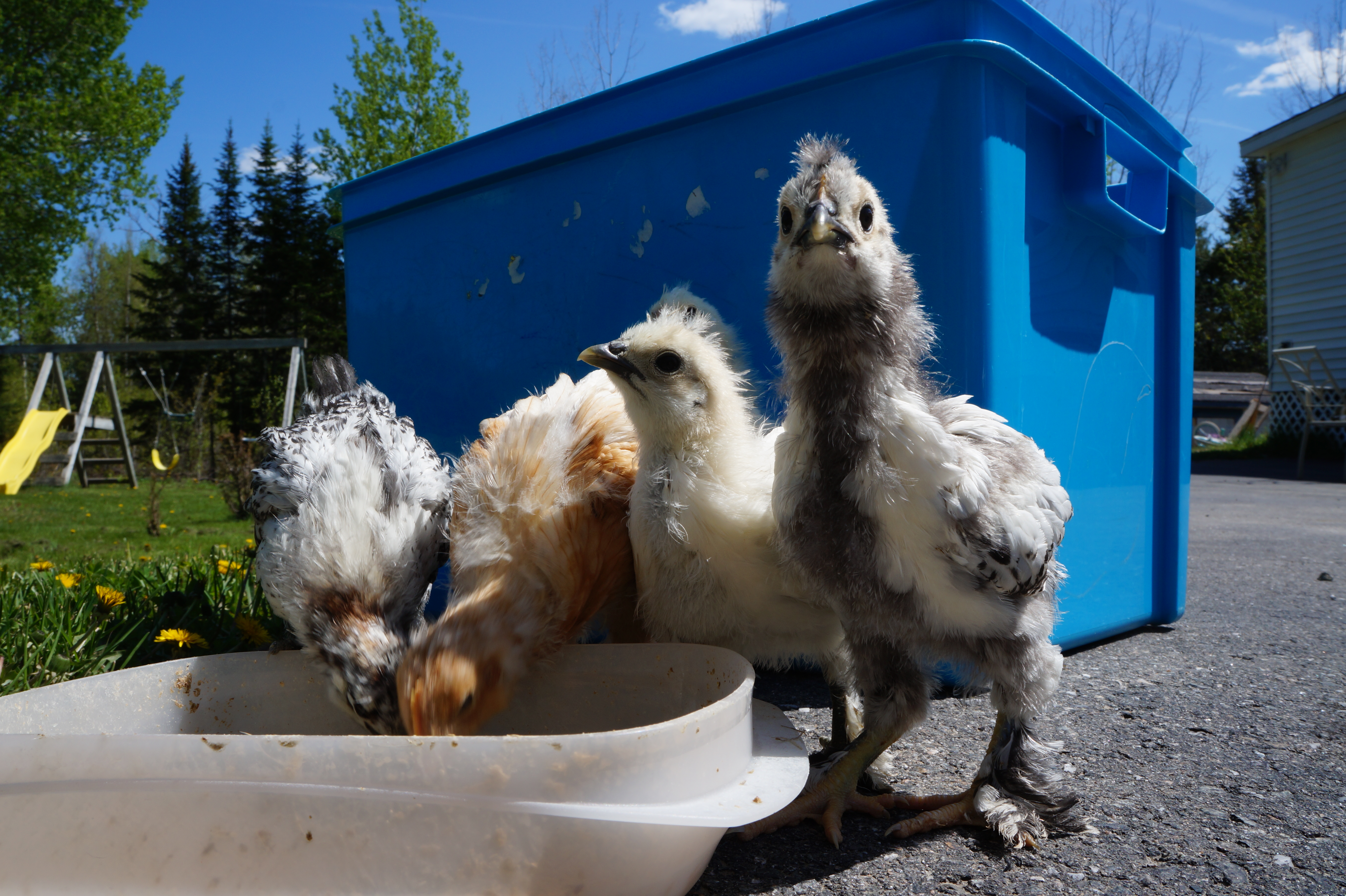 Outside for the first time in 4 weeks. Rhode island and Silkie mix chicks.