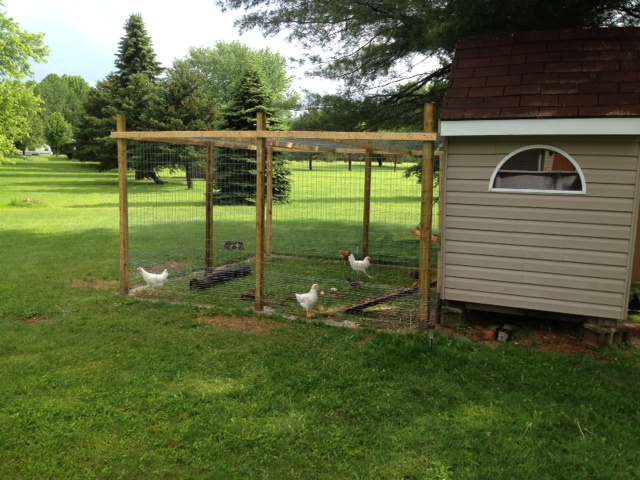 Outside run.  They free range when we are home.