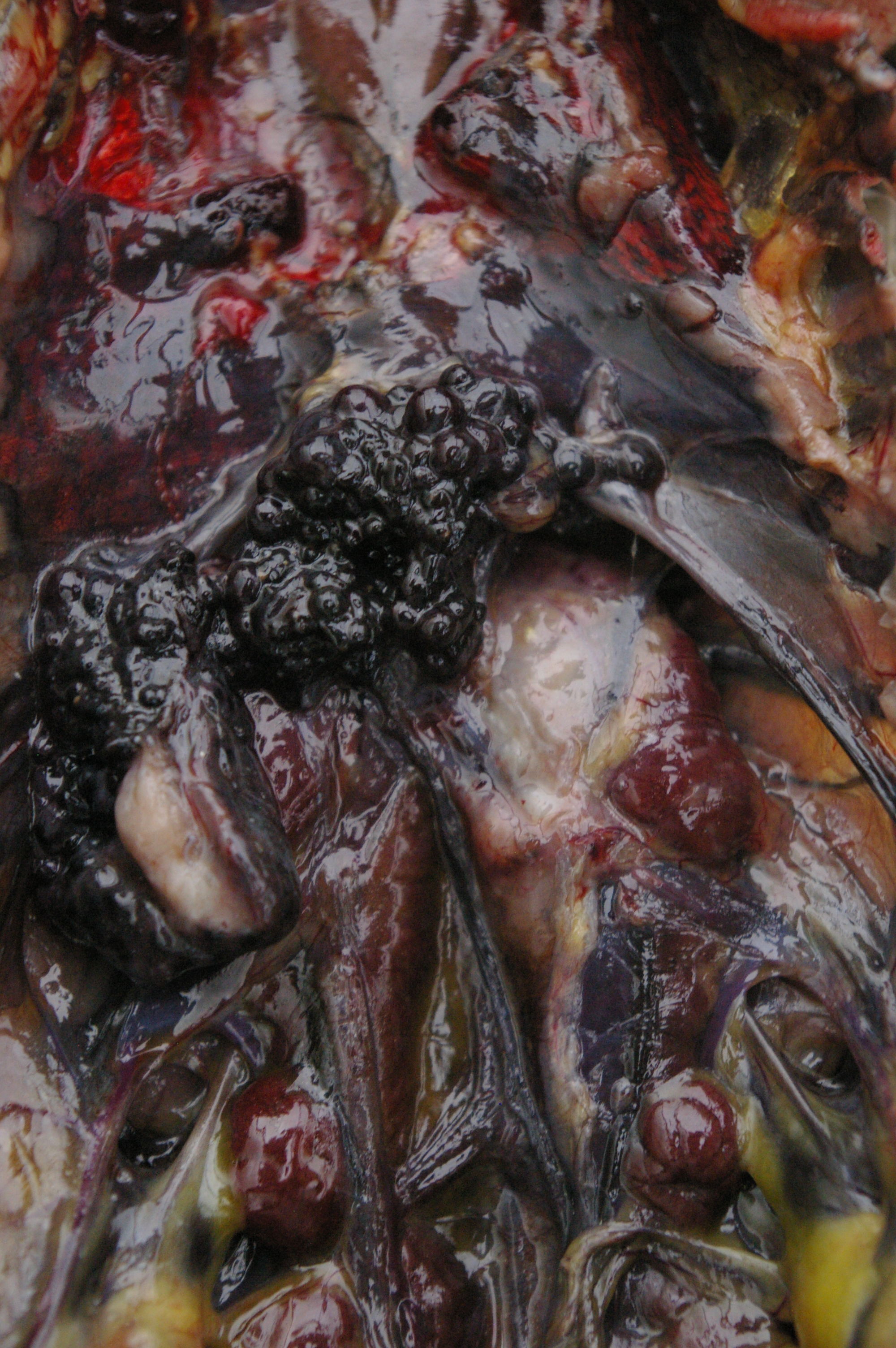 Ovary. Sits in the upper chest behind the heart. The numerous black bubbles are eggs. They have white fluid in them.