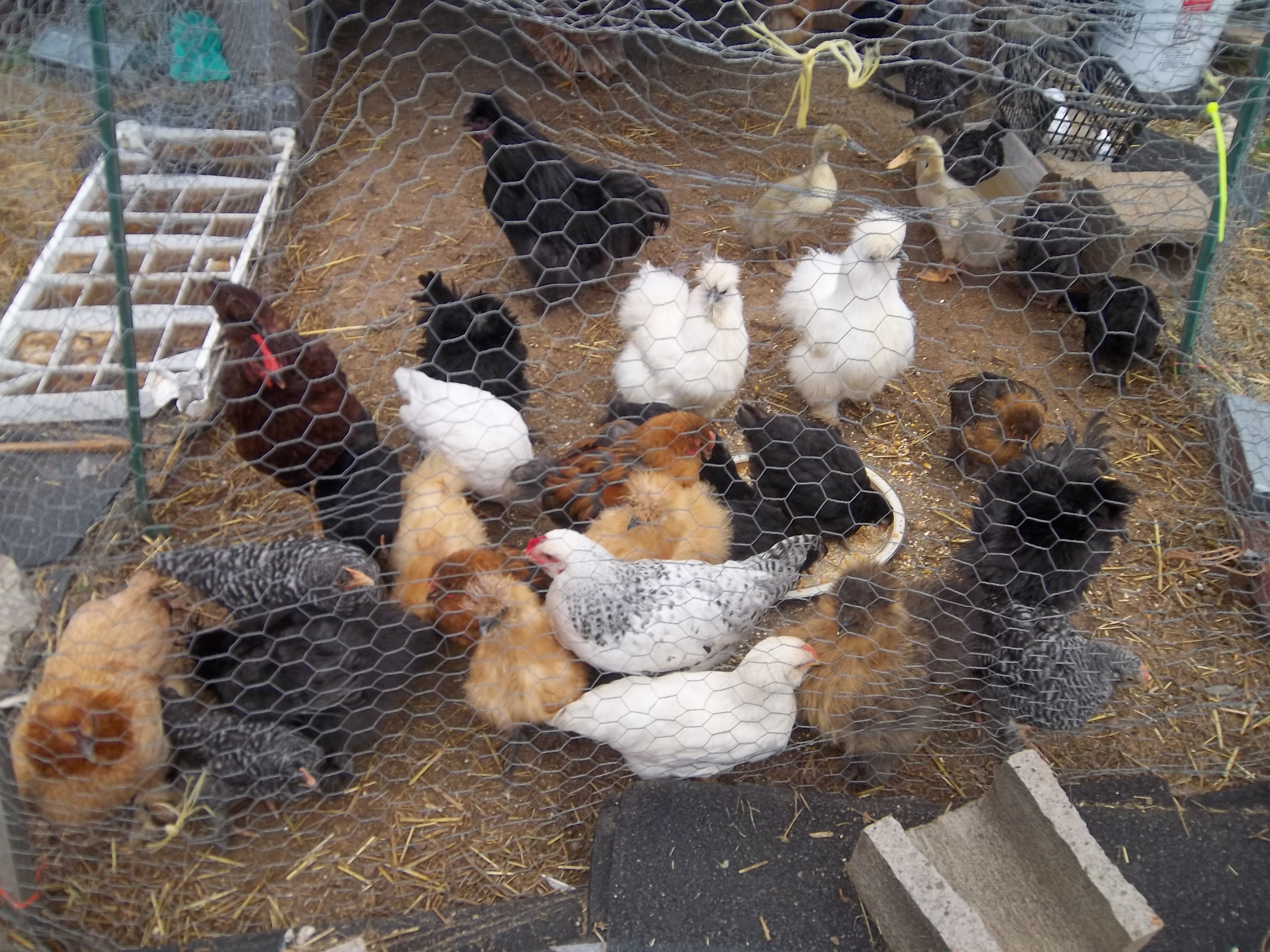 over run with babies with my silkies