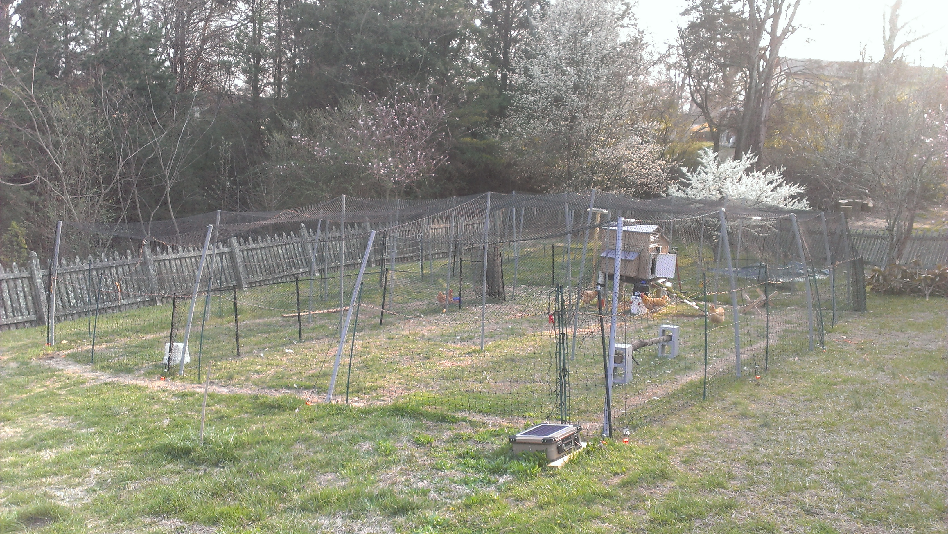 Overhead netting completed!  I dare a Cooper's Hawk to try to get  my babies now!