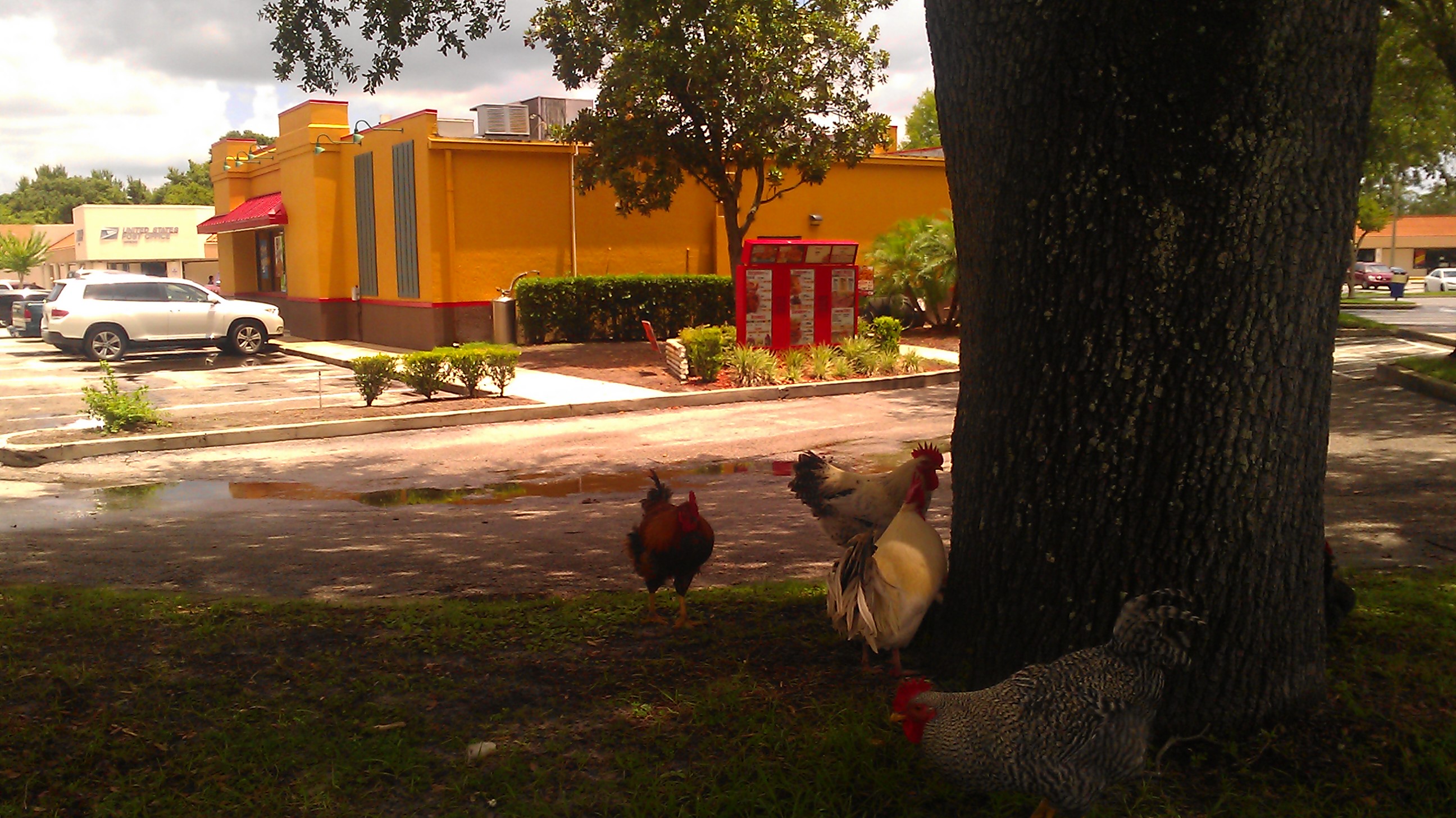 Oviedo, Florida is a chicken friendly town. We have a local population of a few dozen birds who populate our small community. The bravest, and funniest, are the roosters who protest outside of Popeye's Chicken. Here they are today in the shade as it is hot. They will stand outside the front doors and shake patrons down for fries.
