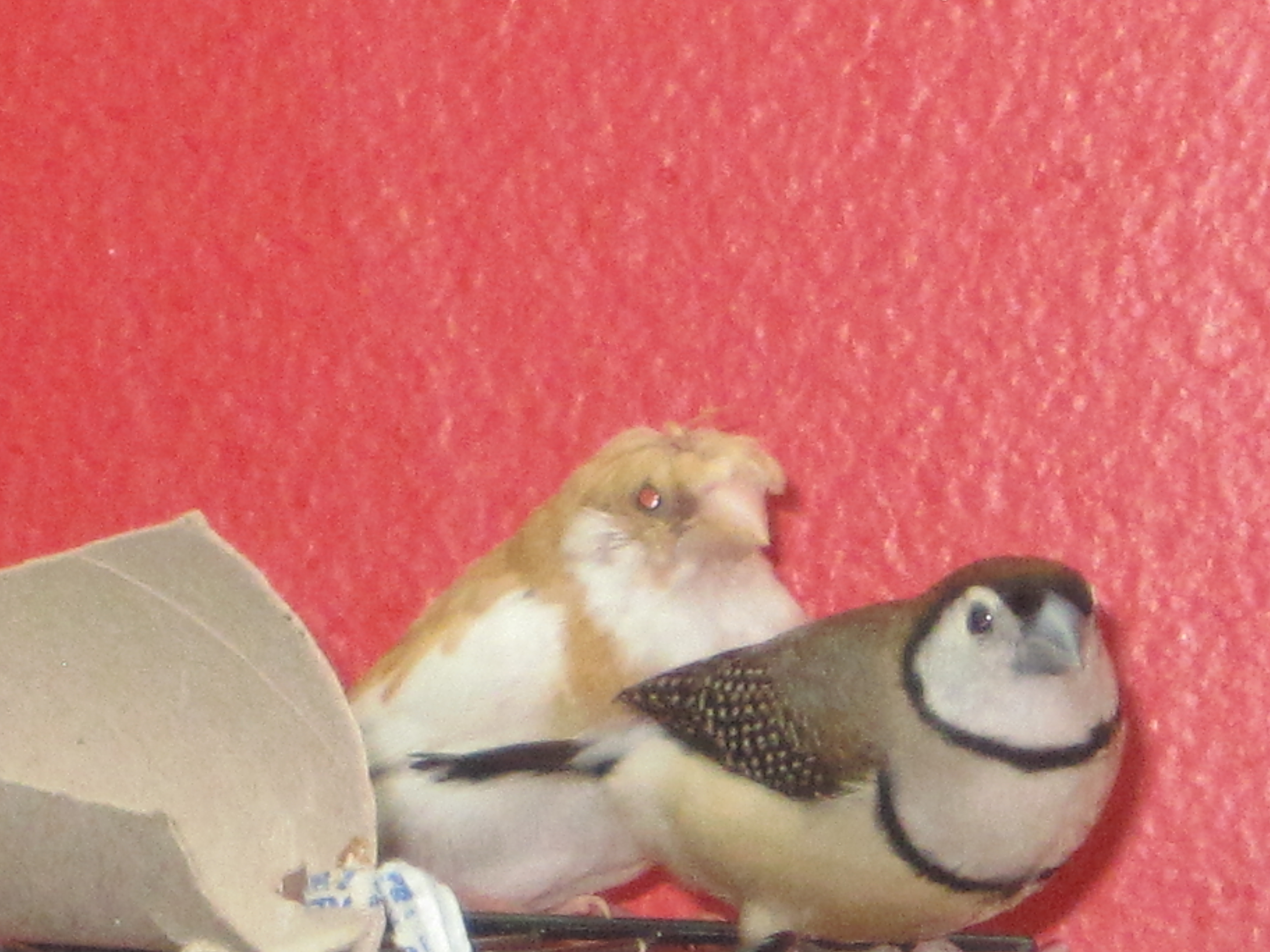 owl and crested