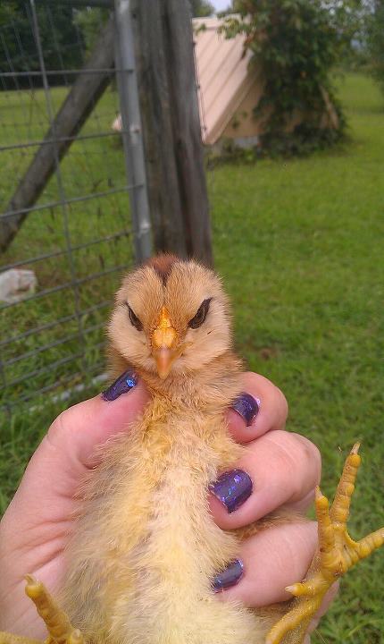 Owl .. look at the cute little owl face