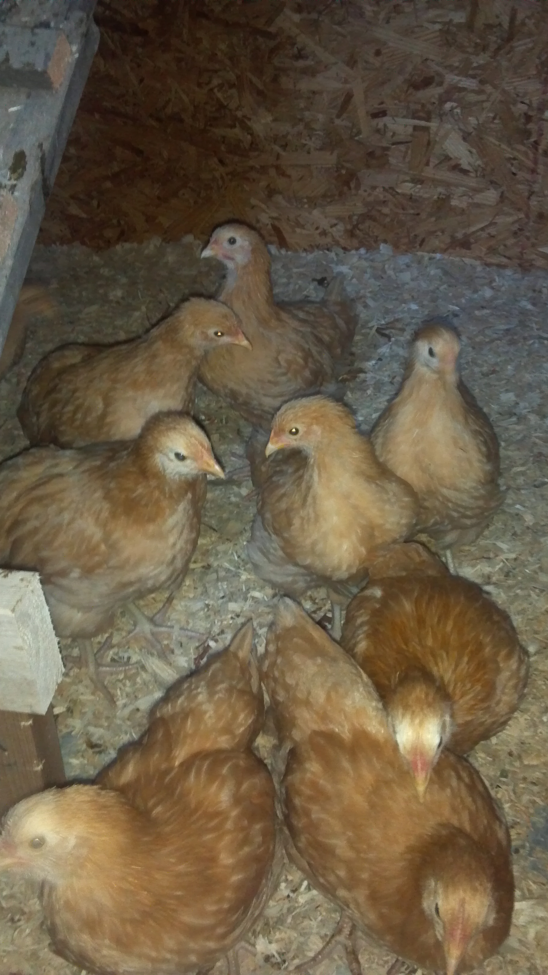 Owners of the hen hotel