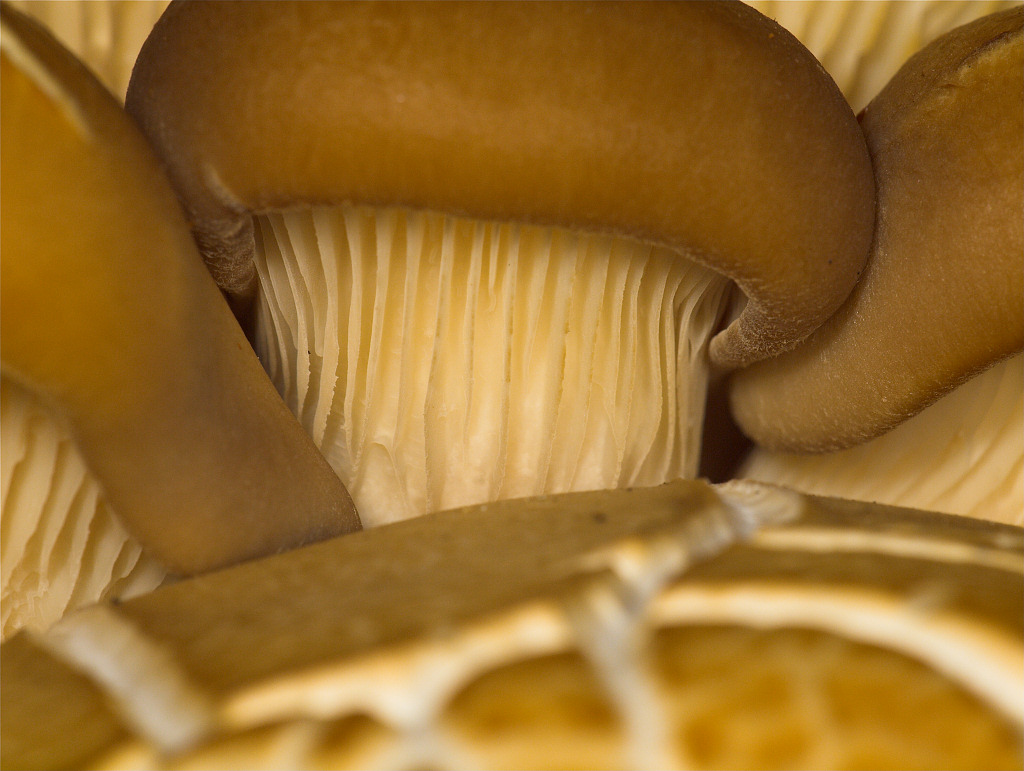 Oyster mushroom