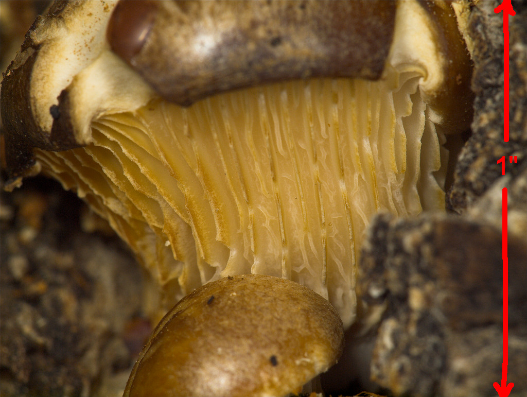 Oyster mushroom