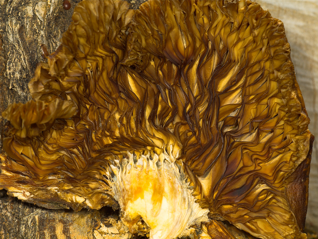 Oyster mushroom?
