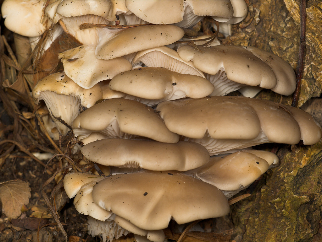 Oyster_mushrooms_U5113974_05-11-2018-001