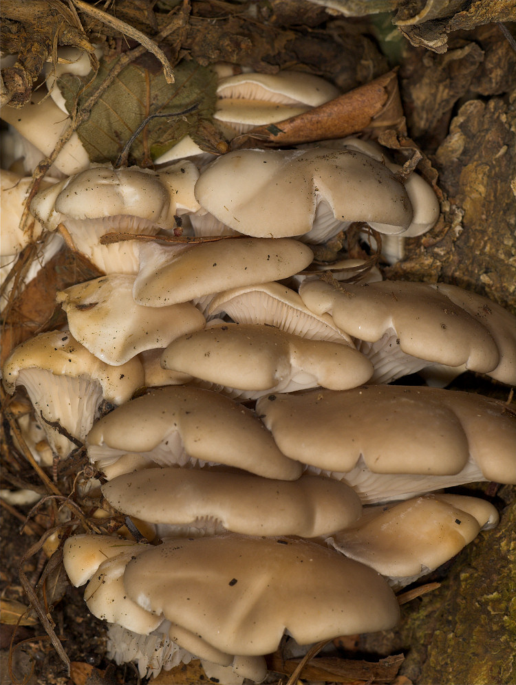 Oyster_mushrooms_U5113976_05-11-2018-001